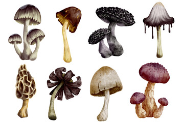 Collection of watercolor mushrooms of pale toadstools.