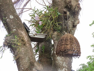 tree in the garden