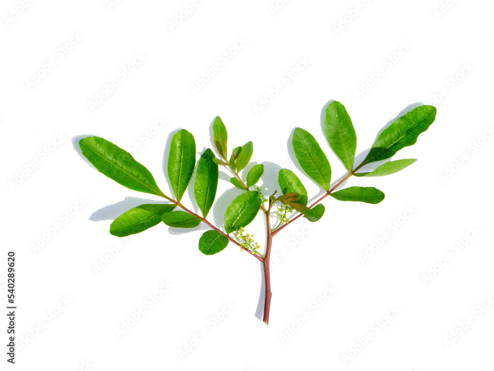 Poster Close up of Brazilian Pepper-tree leaf on white background.