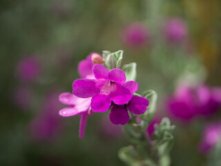 Close up Ash Plant, Barometer Brush, Purple Sage, Texas Ranger flower.