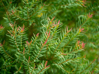 Close up of Claret Tops Honey Myrtle leaves with branch and blur background