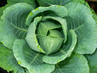 Fototapeta premium Close up of fresh Long lived cabbage with water drop dew on leaves backgroud.