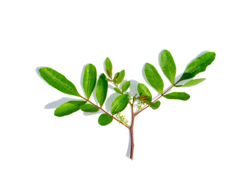 Close up of Brazilian Pepper-tree leaf on white background.