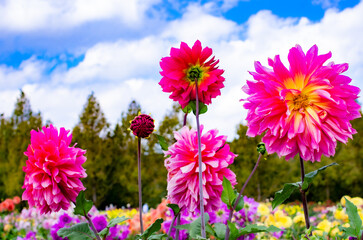 世羅高原農場のピンクのダリア