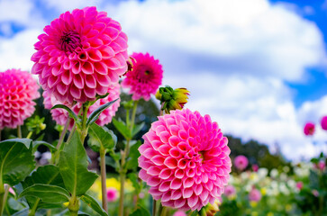 世羅高原農場のピンクのダリア