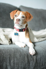 jack russell terrier