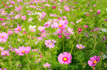 世羅高原農場のコスモス