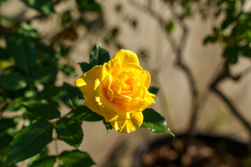 一輪の黄色いバラ