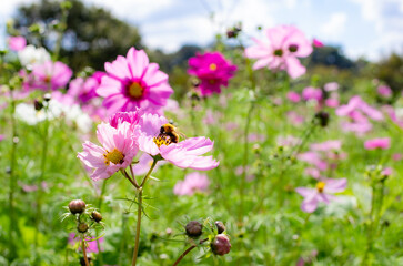 世羅高原農場のコスモス
