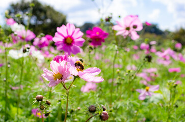 世羅高原農場のコスモス