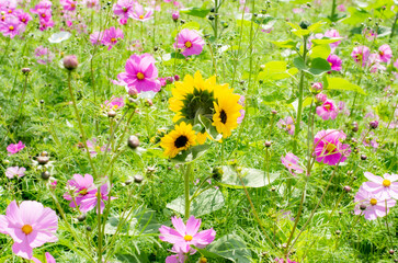 世羅高原農場のひまわりとコスモス