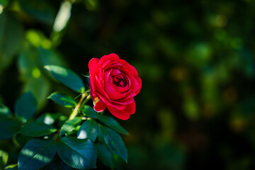 タイトル	一輪の赤いバラ