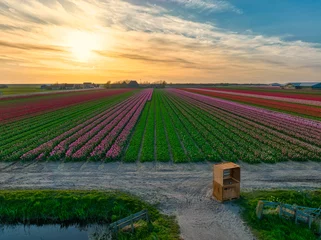 Fototapeten Sunset over bulbfields in The Netherlands. © Alex de Haas