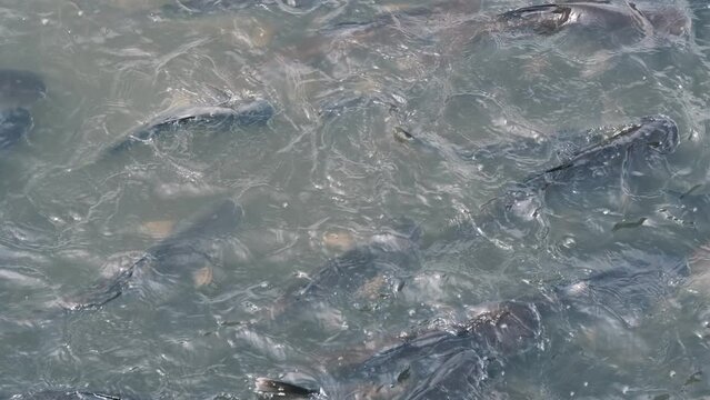 large flock of fish under water chaotic swims from side to side, Barbodes gonionotus, freshwater fish, salmon goes on spawning, fish in river	
