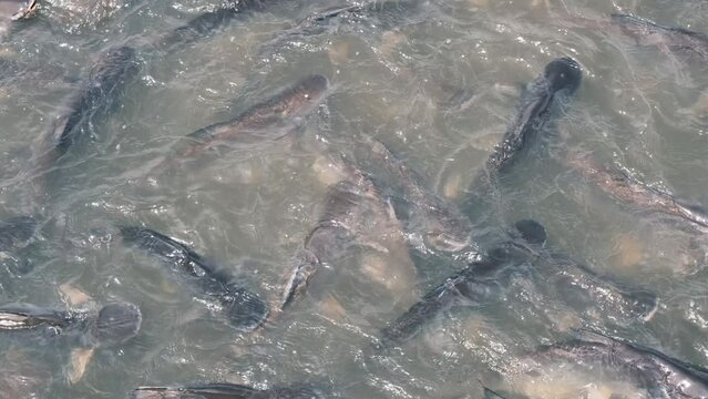 large flock of fish under water chaotic swims from side to side, Barbodes gonionotus, freshwater fish, salmon goes on spawning, fish in river	
