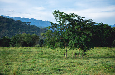 Árvore