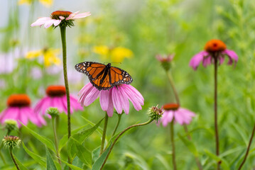 A Monarch Butterfly On Pink Coneflowers