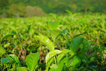Fresh tea leaves in a tea plantation. Agricultural and industrial background. Green leaves in the farmland. 