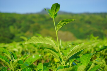 Fresh tea leaves in a tea plantation. Agricultural and industrial background. Green leaves in the farmland. 