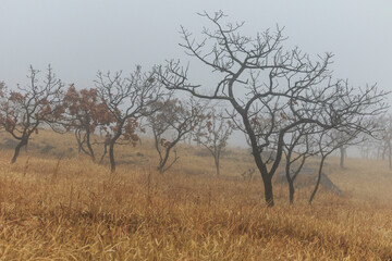 Fototapeta na wymiar 濃霧と木々
