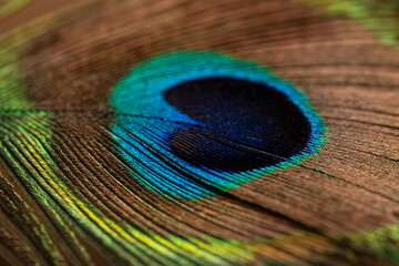 Obraz premium Peacock feather close up. Peacock feather close up. Bright background for screensavers.