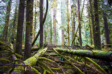 Dark misty forest