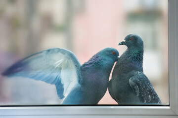 Couple of pigeons