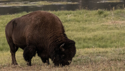 Large Male Bison Grazes Near The Yellowstone River