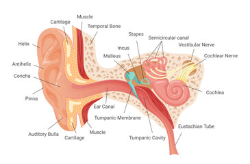Anatomy of human ear infographic scheme vector flat illustration. Inner structure hearing mechanism