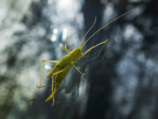 A close-up photo of a green grasshopper on a glass
