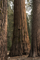 Large Sequoia Stands In The Back Behind Two Large Pine Trees