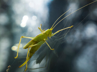 A close-up photo of a green grasshopper on a glass