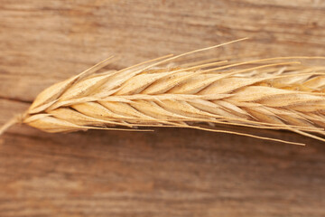 a spikelet of ripe wheat lies on a wooden background. Macro