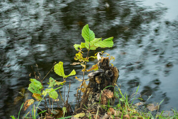 Naklejka premium Autumn vegetation on the background of river water.
