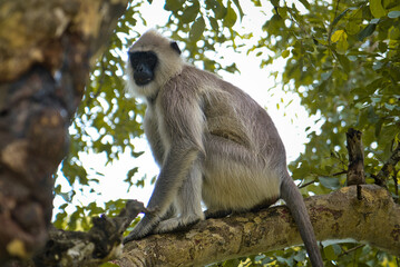 lion tailed macaque on tree