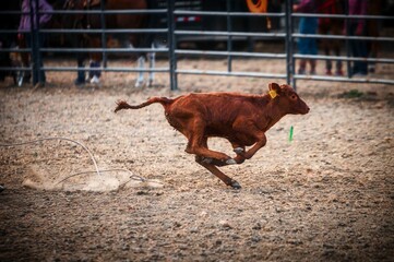 Closeup shot of a calf running from the rope at a rodeo show © Dader/Wirestock Creators