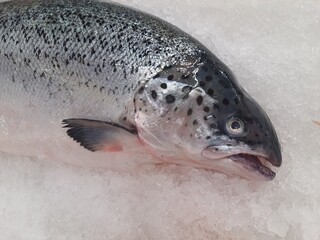Salmon fish, fresh and whole, isolated on crushed ice at the market.