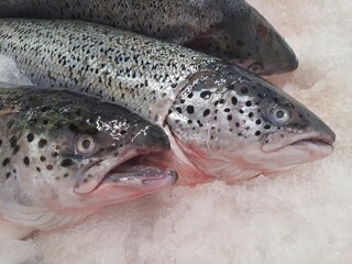 Salmon fish, fresh and whole, isolated on crushed ice at the market.
