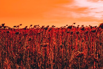 A field of mature oilseed sunflowers at a blood red sunset. Selective focus. Space for copy text. 