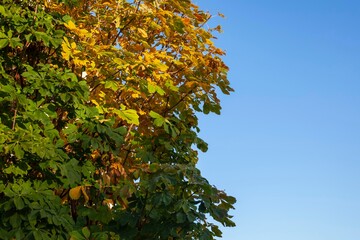 The crown of a yellowing chestnut is partly illuminated by the rising sun, partly in the shade. Space for copy text. Selective focus.