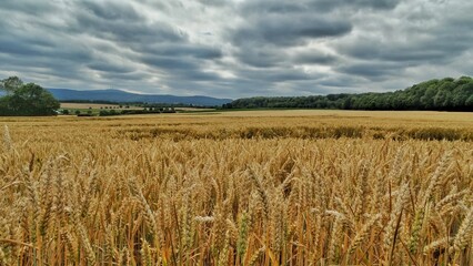 Kornfeld in the Hintertaunus on the edge of the forest