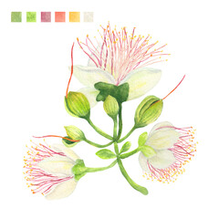 Watercolor plant portrait Philippine flora Barringtonia asiatica flower stem