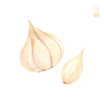 Watercolor plant portrait Allium sativum Garlic