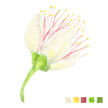 Watercolor plant portrait Philippine flora Barringtonia asiatica flower