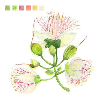 Watercolor plant portrait Philippine flora Barringtonia asiatica flower stem
