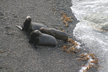 Momento família dos lobos marinhos 