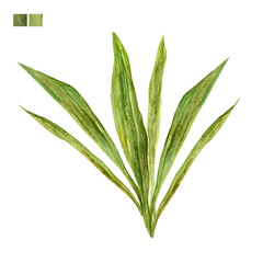 Watercolor plant portrait Pandanus amaryllifolius Pandan