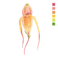 Watercolor plant portrait Philippine flora Paphiopedilum adductum asher slipper orchid