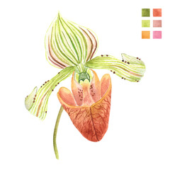 Watercolor plant portrait Philippine flora Paphiopedilum hennisianum slipper orchid © Anina Rubio