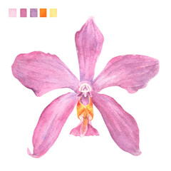 Fototapeta premium Watercolor plant portrait Philippine flora Phalaenopsis pulchra orchid flower